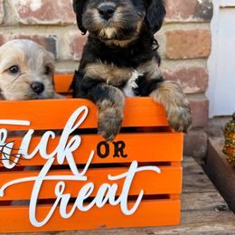 Cavapoo, Cockapoo, Goldendoodle, and Poodle Puppies from Lipscomb Doodles