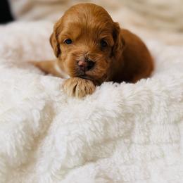Sam - Golden male Cockapoo puppy in Alexandria, Alabama from Bright and Beautiful Cockapoos and Doodles