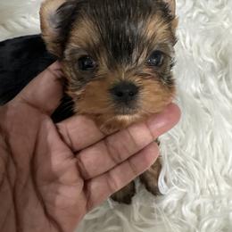 Blossom - Black and tan female Yorkshire Terrier puppy in Tempe, Arizona from Kissable baby face yorkies