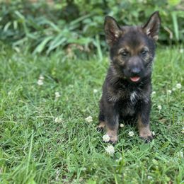Georgia - female German Shepherd puppy in Dewy, Oklahoma from Great North Kennels