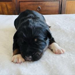 Honey - Black tri-color female Australian Shepherd puppy in Zwingle, Iowa from Homestead Aussies & Doodles