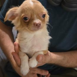 Kovu - Fawn male Chihuahua puppy in Kyle, Texas from joy of chihuahuas tx