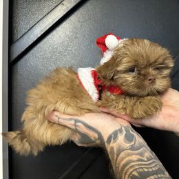 Baby - Chocolate male Shih Tzu puppy in Rockmart, Georgia from Sonya Garrett