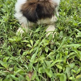 Girl 3 - Brindle female Shih Tzu puppy in Trout, Louisiana from Magnolia Farm's LLC