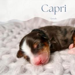 Capri - Merle female Bernedoodle puppy in Bowling Green, Ohio from Windy Creek Doodles