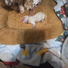 CREAM or WHITE MALE - Cream male Poodle puppy in North Prince George, Virginia from ROYAL VISTA
