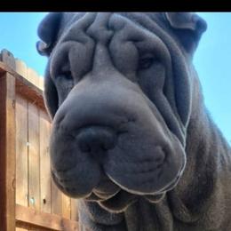 Mai - Chinese Shar-Pei
