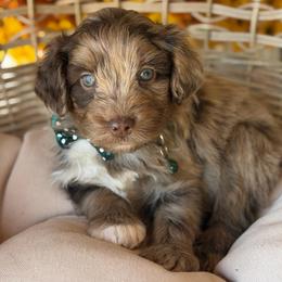 Wooly - Red merle male Aussiedoodle puppy in Grinnell, Iowa from Rural Iowa Aussies & Doodles