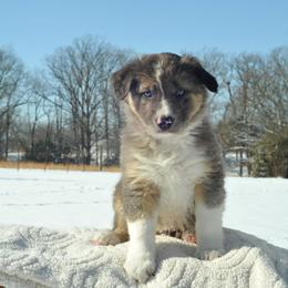 Boots - Blue merle male Border Collie puppy in Centerton, Arkansas from Chappell Breeding