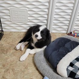 Border Collie Puppies from Double4farms