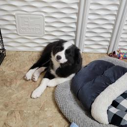 Border Collie Puppies from Double4farms