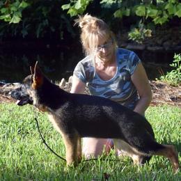 German Shepherd Puppies from Wolves Den Ranch