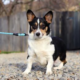 Roxy - Pembroke Welsh Corgi