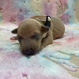 Nico - Blue fawn male Italian Greyhound puppy in Lancaster, Missouri from White Stone Ranch