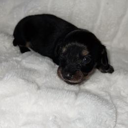 Zane - Black and cream male Dachshund puppy in San Diego, California from Enchantables