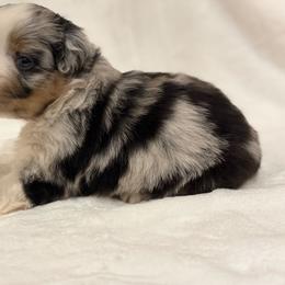 Belle - Blue merle female Miniature Australian Shepherd puppy in Natural Dam, Arkansas from Natural State Aussies