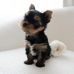 Utah - Blue and gold male Yorkshire Terrier puppy in Acworth, Georgia from Yorkie Manor Country Club