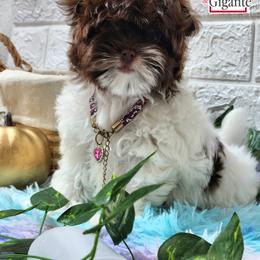 Biewer Terrier and Yorkshire Terrier Puppies from Corazon de gigante