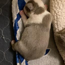 Bri - Lilac male Boston Terrier puppy in Brick Township, New Jersey from Nettles Nuggets