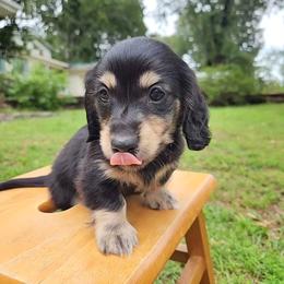 Dachshund Puppies from Katie Light
