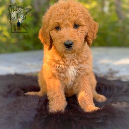 Salt - Goldendoodle puppy from North Star Dog Training