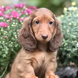 Chocolate and Tan - Chocolate and tan female Dachshund puppy in Hudson, North Carolina from Foothills Precious Paws