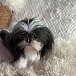 Winnie - Shih Tzu