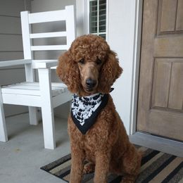 Lilly - Poodle
