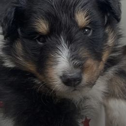 Shetland Sheepdogs from Lady B Sheltie