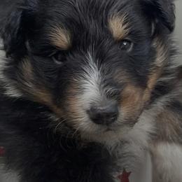 Shetland Sheepdogs from Lady B Sheltie