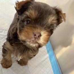 Yorkshire Terrier Puppies from Artisan Yorkies LLC