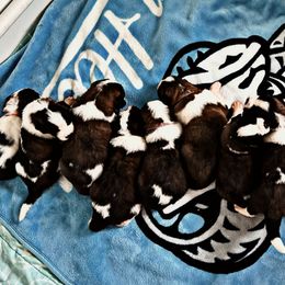 Saint Bernard Puppies from Southern Saints
