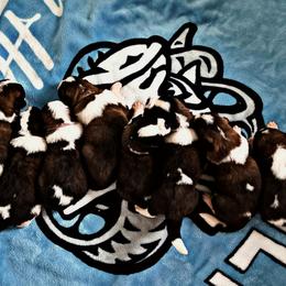 Saint Bernard Puppies from Southern Saints