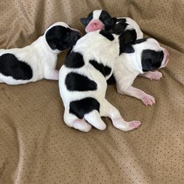 Miniature Schnauzer Puppies from hallie lively