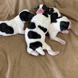 Miniature Schnauzer Puppies from hallie lively