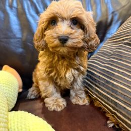 Copper - Red male Maltipoo puppy in Lancaster, South Carolina from 3 Bs Havanese-PUPPIES with  PURPOSE