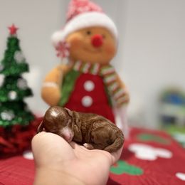 Jack - Red  male Poodle puppy in Miami, Florida from Poodles 4 Life