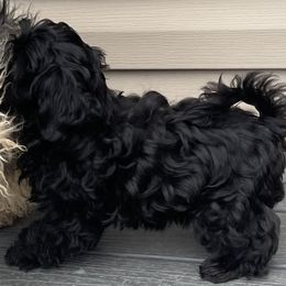 Black Russian Terrier puppies from Amethyst Kennel