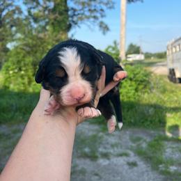 Red - Black rust and white male Bernese Mountain Dog puppy in North Grove, Indiana from J&F Country Canines