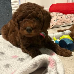 Cayenne - Red  female Poodle puppy in Jensen Beach, Florida from Pineapple Poodles