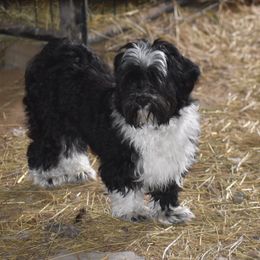 Louie - Havanese