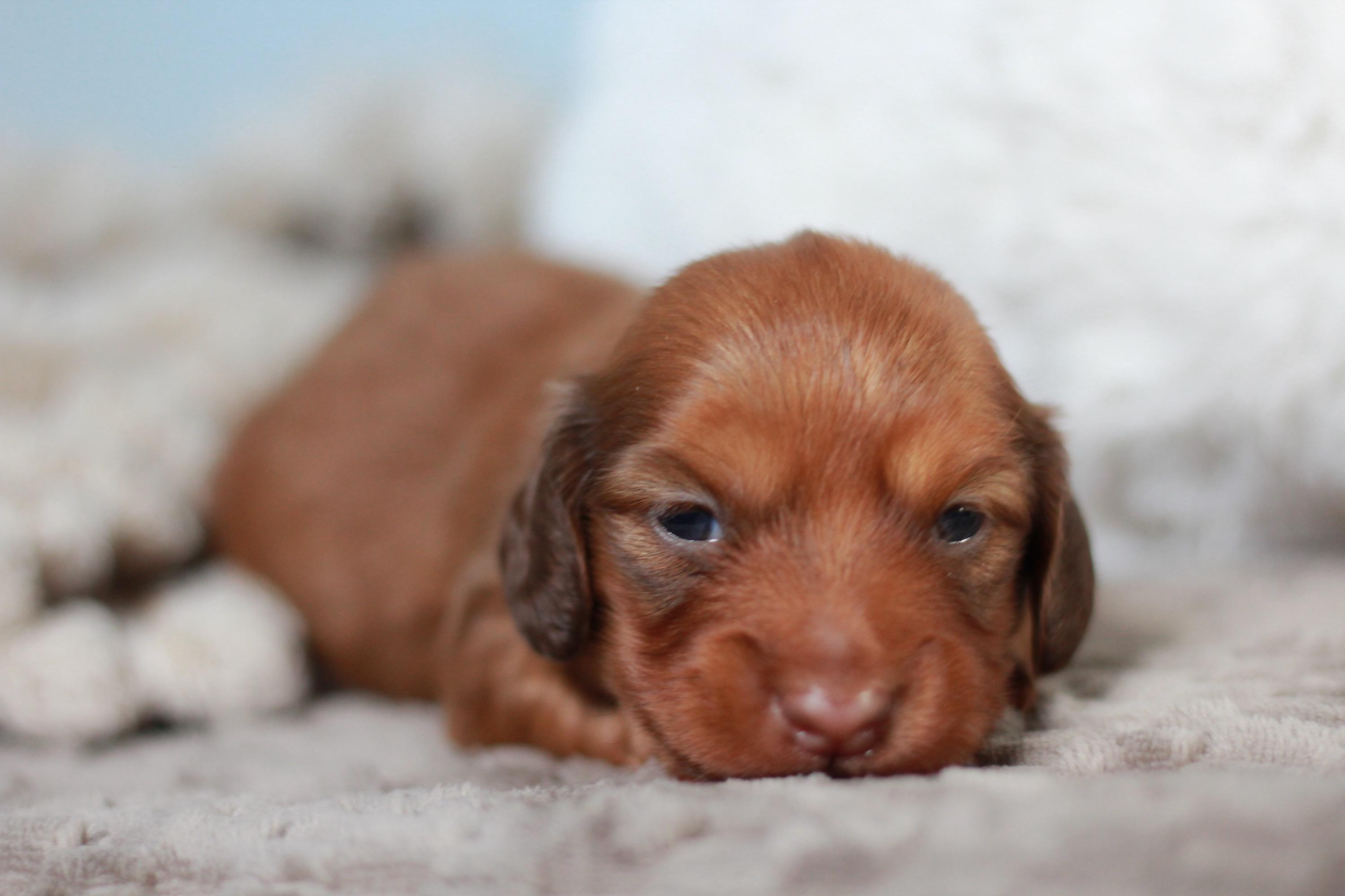 Phoenix - Red Miniature Dachshund