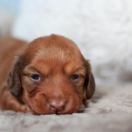Phoenix AKC 3500.00 - Red male Dachshund puppy in Krum, Texas from Tired Chef Dachshunds
