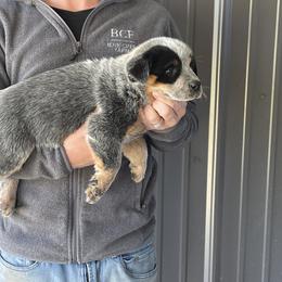 River - Male 1 - Blue male Australian Cattle Dog puppy in Jefferson, South Carolina from Blue Creek Farms