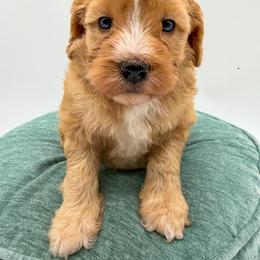 Stormy - Apricot female Goldendoodle puppy in Sunman, Indiana from Brunsman Country Doodles LLC