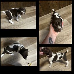 BlackBoy - Liver and white German Shorthaired Pointer puppy in Export, Pennsylvania from Pisone Pointer's