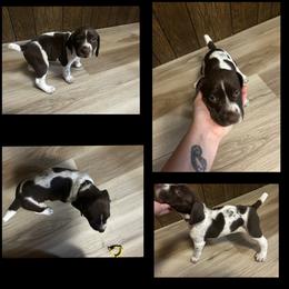 BlackBoy - Liver and white German Shorthaired Pointer puppy in Export, Pennsylvania from Pisone Pointer's