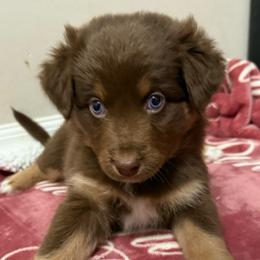 Aurora - Red tri-color female Australian Shepherd puppy in East Hartford, Connecticut from CT Aussies