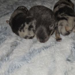 Déja rêvé - Blue and tan female Pomeranian puppy in Angleton, Texas from Pomeranian Palace, LLC