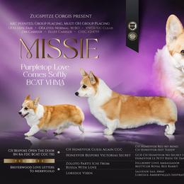 Missie - Pembroke Welsh Corgi